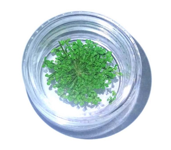 Hoa khô trang trí móng
hoa khô làm mail.

Hoa thật phơi khô, nhiều màu sắc, thích hợp dùng trang trí móng gel, móng bột…